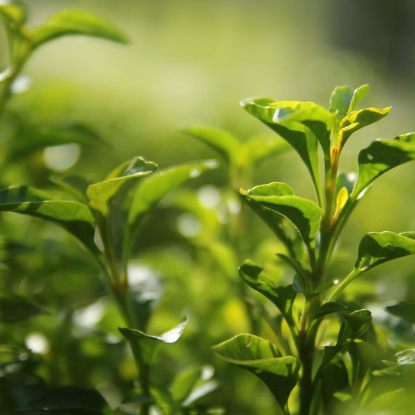 innisfree(イニスフリー)のメンズライン「フォレストフォーメン」とは？