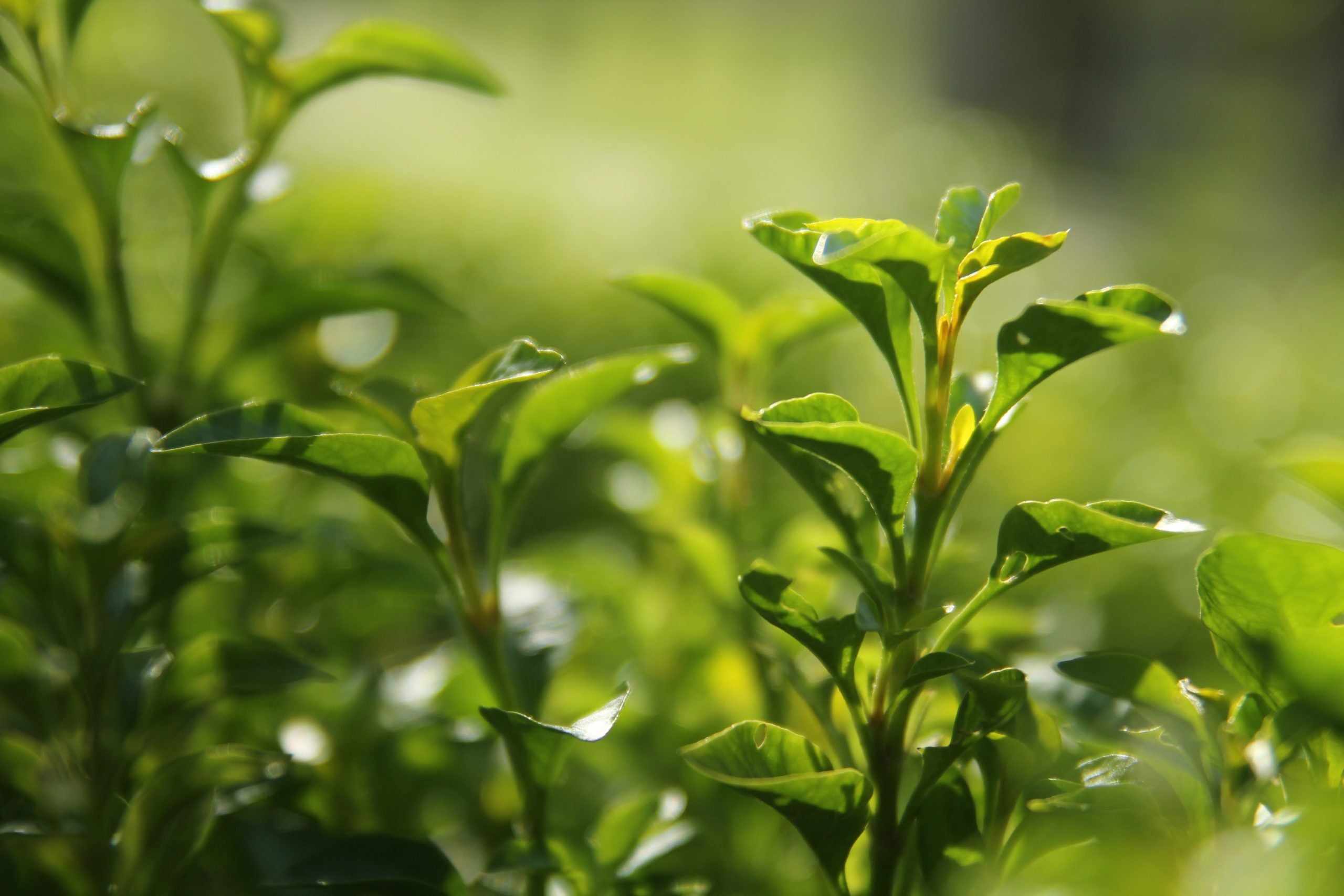 innisfree(イニスフリー)のメンズライン「フォレストフォーメン」とは？